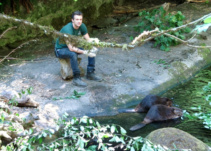 Chris hand-feeding some beavers.