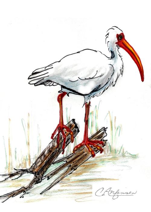 "Ibis on a Perch" original drawing